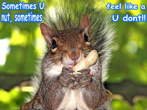Squirrel Funny Animal Humor Photo 20269159 Fanpop