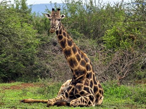 Giraffe Animal Wildlife