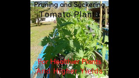 Pruning And Suckering Tomato Plants For Higher Yields Youtube