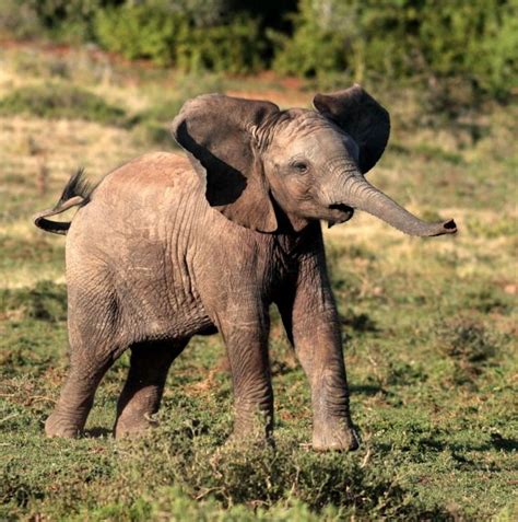 How Much Does A Baby Elephant Weight Catherin Carney