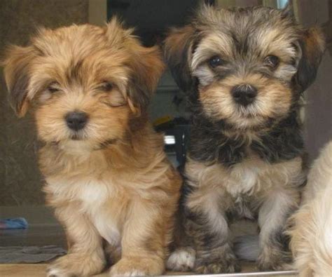 Rules Of The Jungle Havanese Puppies