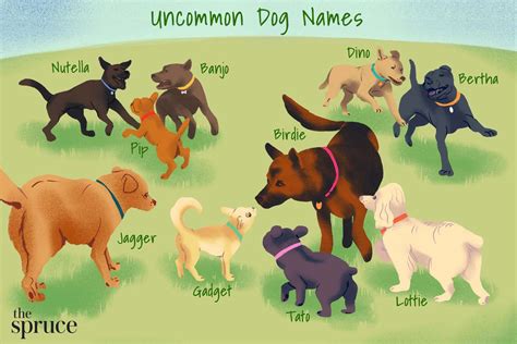 200 Unique Dog Names