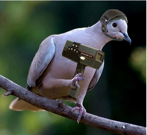Download Funny Soldier Bird Picture