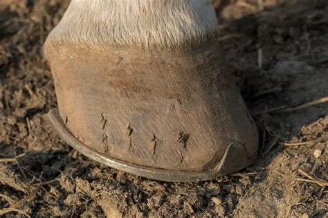 The Purpose Of Horse Shoes Complete Beginners Guide