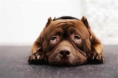How Do You Know If Your Dog Is Depressed
