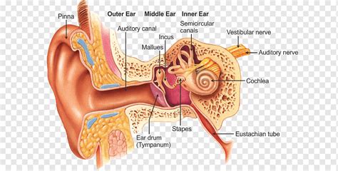 Ear And Throat Anatomy