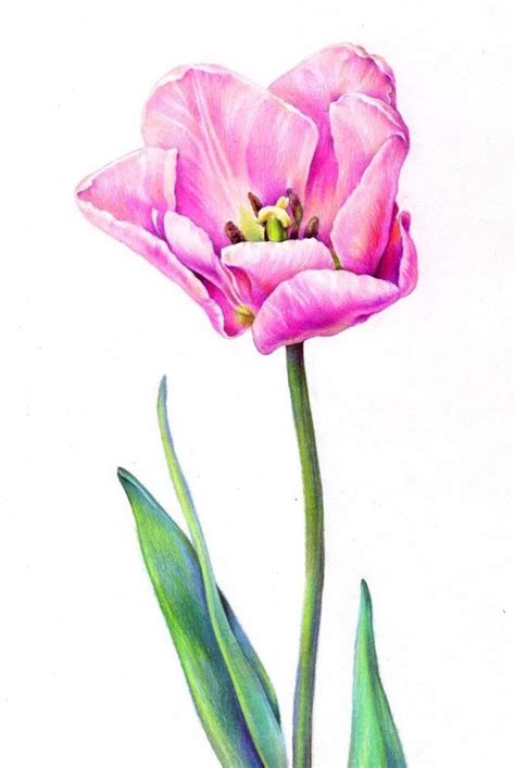 This Item Is Unavailable Etsy Drawing Tulips Flower Drawing Tulip