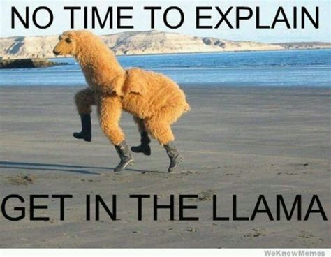 Drama Llama Funny Funny Pictures Laugh