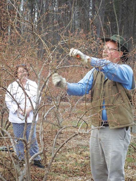 Growing A Better Garden Pruning Tips Davie County Enterprise Record