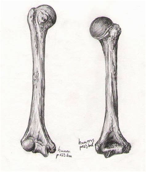 Bone Studies 06 Humerus By Blackdelphin On Deviantart Artofit