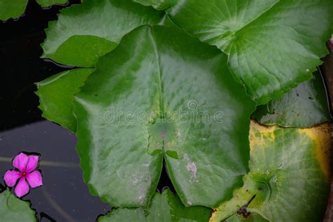 Green Lotus Leaf On Thewater Surface Stock Photo Image Of Pink