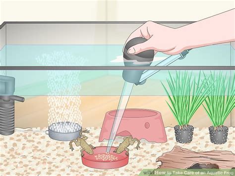 How To Take Care Of An Aquatic Frog With Pictures Wikihow