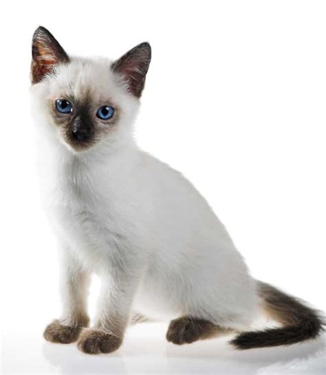 Siamese Cat Names Best 226 Names