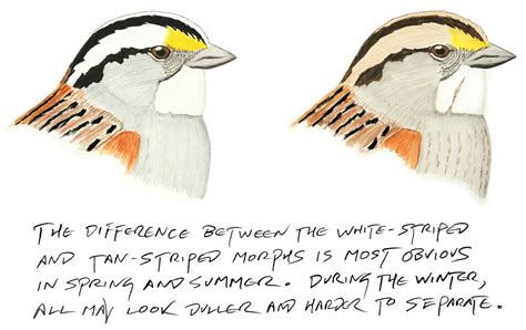 The Fascinating And Complicated Sex Lives Of White Throated Sparrows