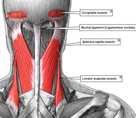 For more videos visit seewhayanatomy.com or follow us on twitter @seewhyanatomy. Superficial Muscles Posterior View | The Superficial ...
