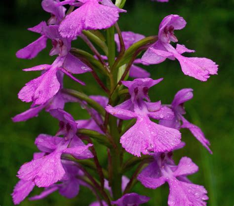 Discover West Virginia Beauty Beside The Road Orchids On