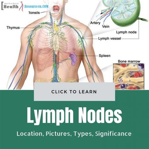 Lymph Nodes Location Pictures Types Significance In