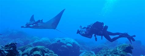 Giant Manta Ray Nursery Discovered In Gulf Of Mexico