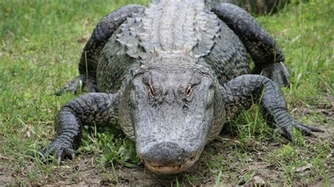 Processing Alligators Is A Growing Business In Florida