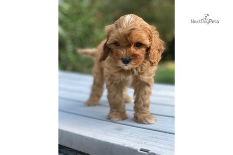 We did not find results for: Jesse: Cavapoo puppy for sale near Dallas / Fort Worth ...