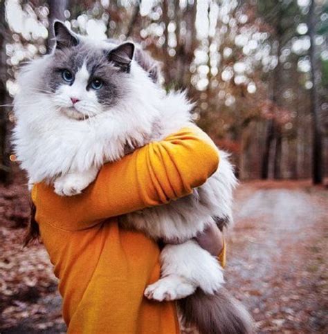 The breed is carefully bred to produce large affectionate animals in three patterns, two with white (mitted and bicolor) and one with no white (colorpoint). The 10 Most Important Facts About Ragdoll Cat - Disk Trend ...