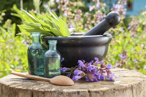 Plants With Healing Effects Using Medicinal Herbs In Gardens