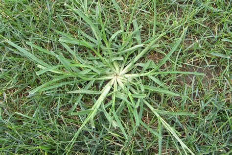 Crabgrass Our Grassy Foe Dr Green Lawn Care Services