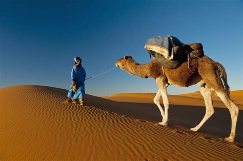 Berber Leading Camel Across Sand Dune Photograph By Ian Cumming Fine
