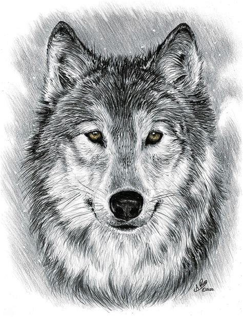 Simple Gray Wolf Drawing