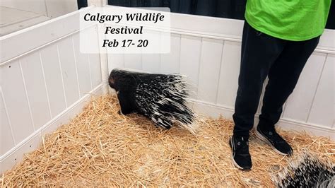 Calgary Wildlife Festival This Winter Youtube
