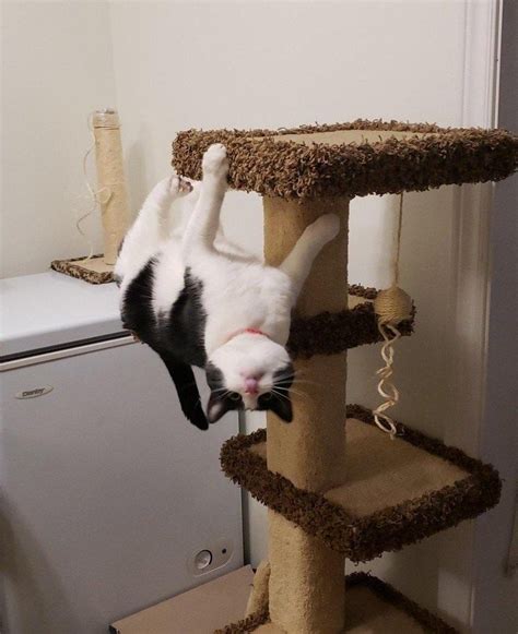 25 Flexible Felines Who Dont Follow The Laws Of Physics Cutesypooh Cute Cats And Dogs Cute