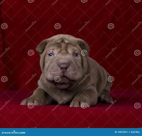 Chocolate Sharpei Puppy Stock Image Image Of Breed Sitting 16870351