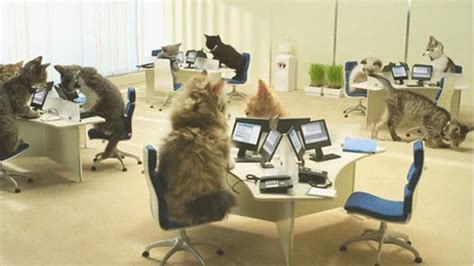 Cat Office Blank Template Imgflip