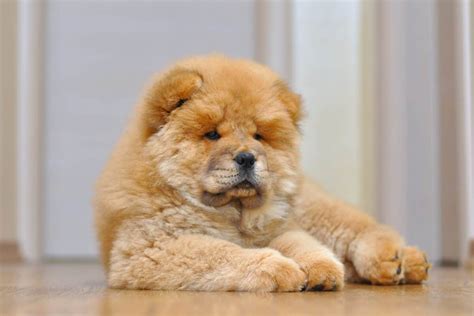 How Much Does A Chow Chow Cost 2024 Price Guide