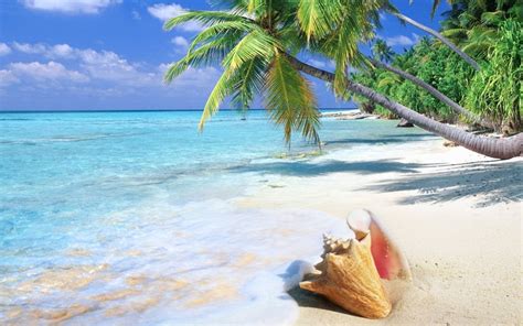 Tropical Paradise Windows 10 Theme Themepackme