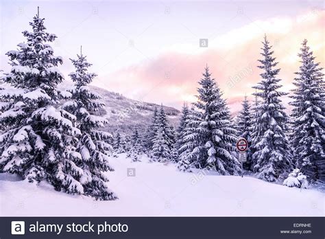 Beautiful Winter Forest Landscape Majestic View On A Pine Trees