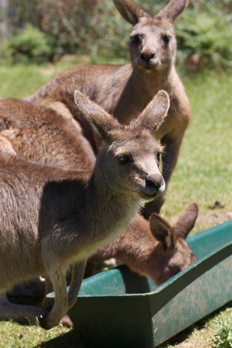 Gambar Margasatwa Kebun Binatang Binatang Menyusui Fauna Kanguru