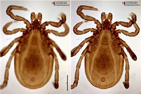 Ixodes Sp Ticks Monster Hunters Guide To Veterinary Parasitology