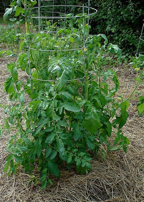 How To Grow Tomatoes In Hot Weather Bonnie Plants Tips For Growing