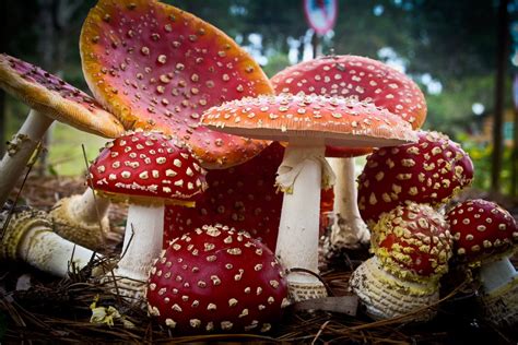 Photography Beautiful Mushrooms Art For Your Wallpaper