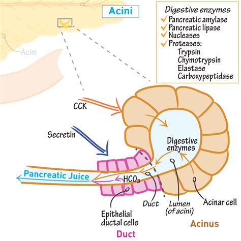 What Are The Exocrine Cells Of The Pancreas Called