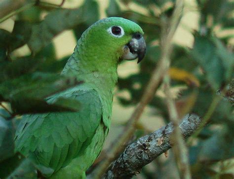 Green Costa Rican Birds Costa Rica Living And Birding