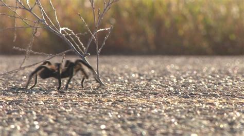Tarantula Migration Expected To Crawl Through Colorado