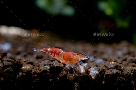 Crystal Red Dwarf Shrimp Look For Food In Aquatic Soil With Green And