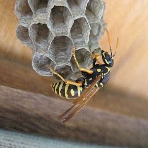 I soggetti allergici devono prestare particolare attenzione a questi perché possono. Come rimuovere un Nido di Vespe - Arrangiamoci