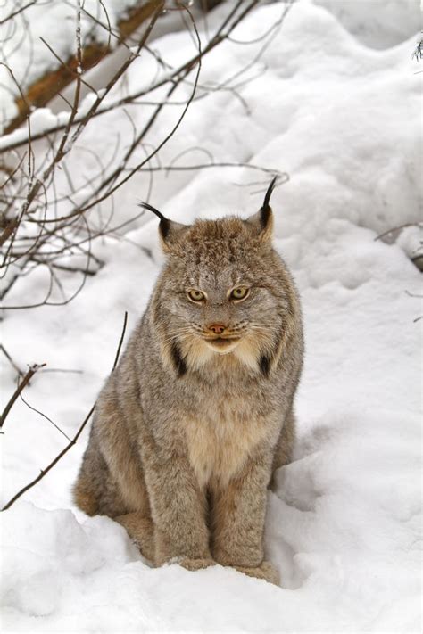 Check spelling or type a new query. Wild Cats: The Canadian Lynx - kimcampion.com