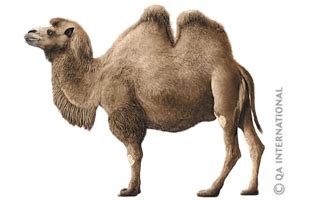 Check out these cool camels. The deserts of Asia and Australia | Visual Dictionary
