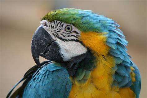 Find images of blue yellow macaw. Blue and yellow macaw, blue-and-gold macaw HD wallpaper ...