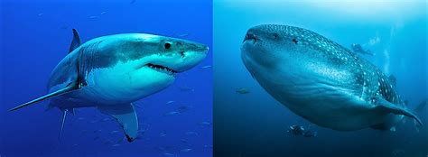 Maybe you would like to learn more about one of these? Great White Sharks Attacking Whale Sharks: How does the ...