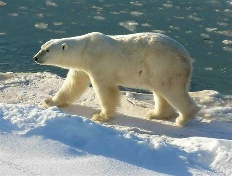Polar Bears The Animal Giants Of The Arctic A Z Animals